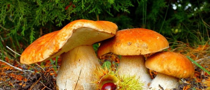 Можно ли грибы при атеросклерозе thumbnail